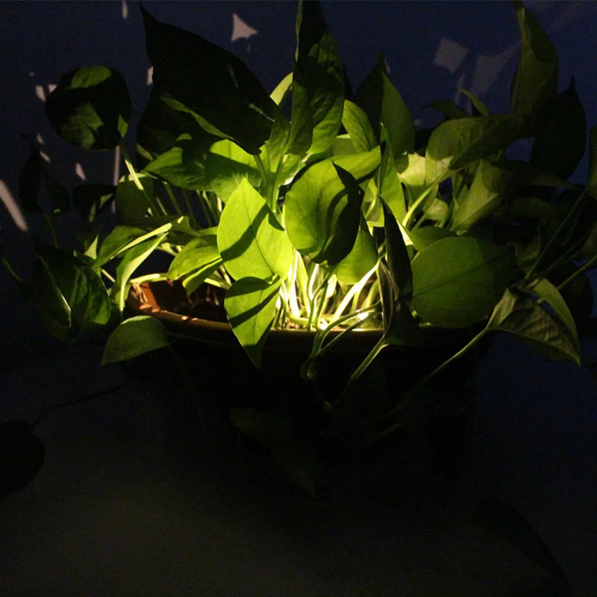 Qianly 2 Luci a Energia Solare per La Decorazione Del Giardino